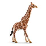 Male Giraffe