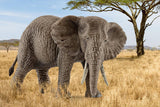 Female African Elephant