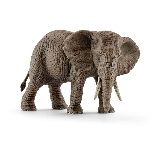 Female African Elephant