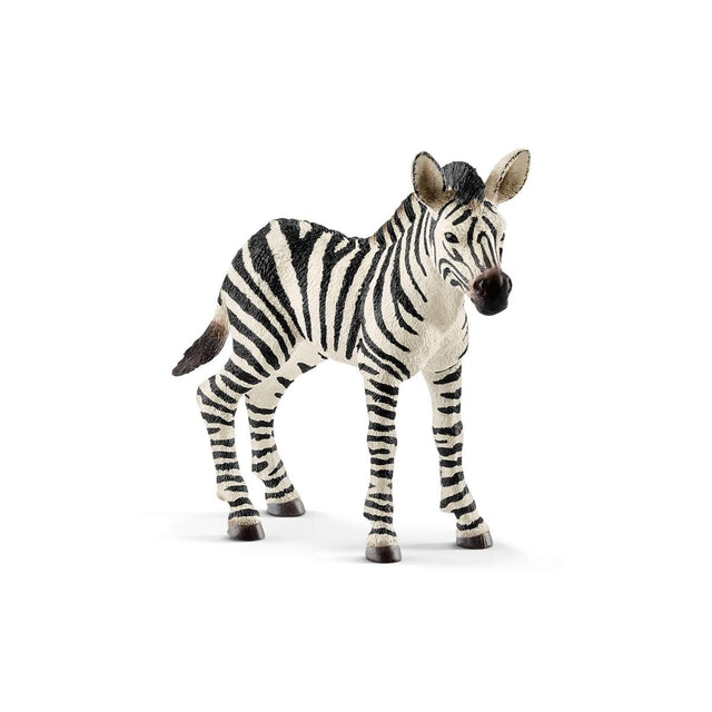 Foal Zebra