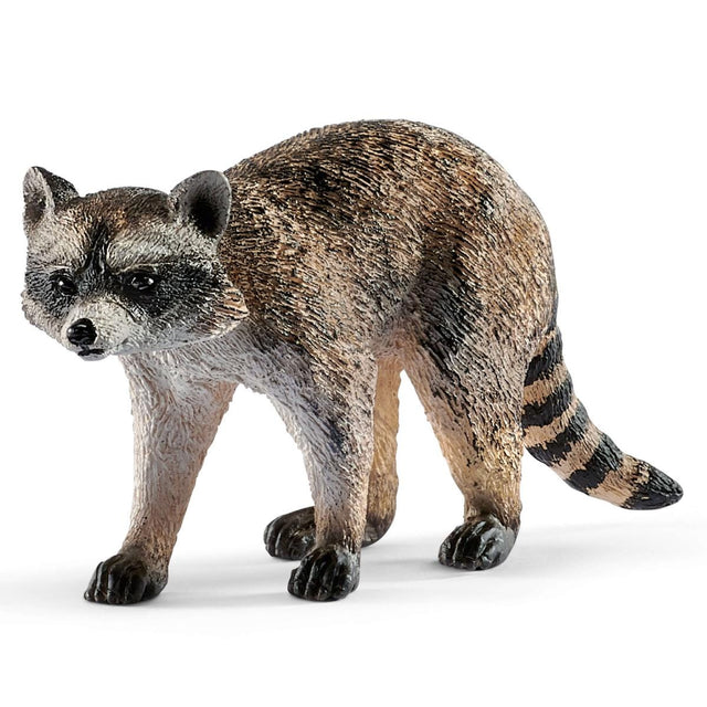 Raccoon