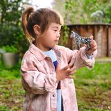 Female Zebra